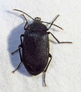 Image of Velvety Bark Beetle