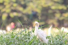 Image of Eastern Cattle Egret