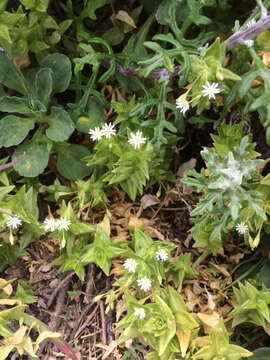 Image of beach starwort