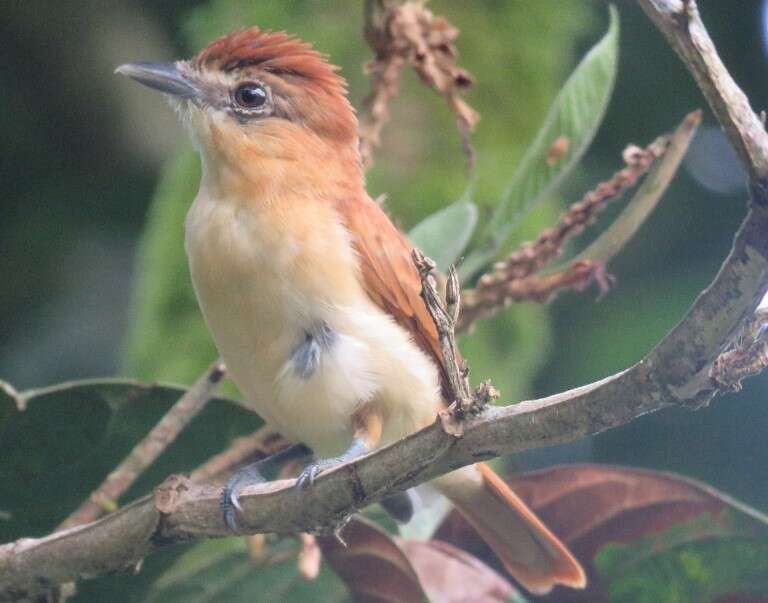 Plancia ëd Pachyramphus cinnamomeus Lawrence 1861