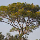 Image de Vochysia divergens Pohl