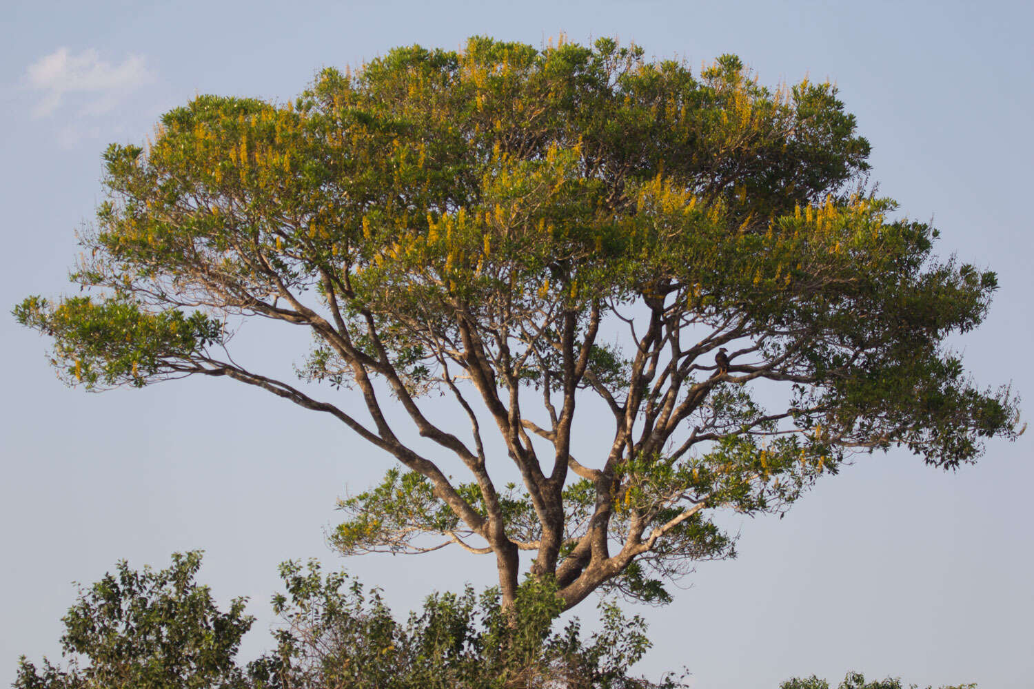 Image of Vochysia divergens Pohl