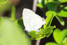 Imagem de Hypolycaena philippus philippus