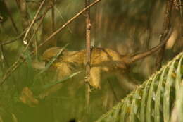 Image of Talapoin
