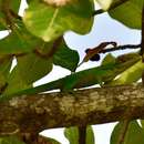 Image of Baracoa Anole