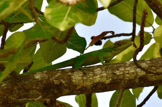 Imagem de Anolis baracoae Schwartz 1964