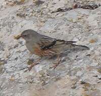 Image of Alpine Accentor