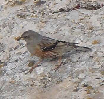 Image of Alpine Accentor