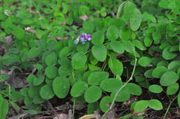 Imagem de Lathyrus nevadensis var. pilosellus