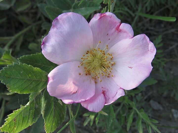 Image of prairie rose