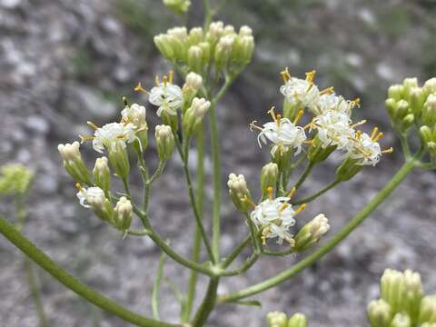 Image of desert Indianbush