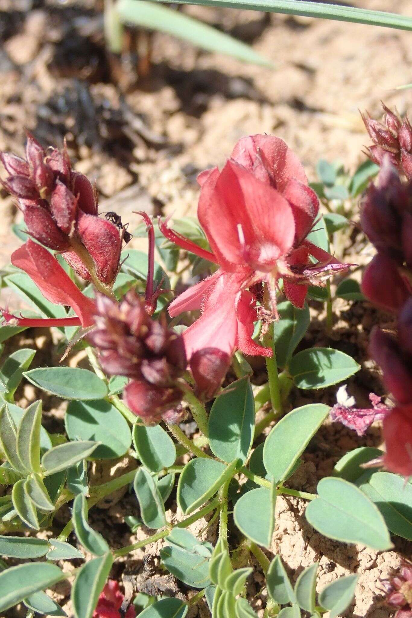 Indigofera sanguinea N. E. Br.的圖片