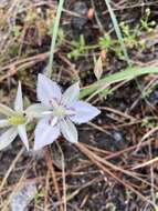 Image de Calochortus lyallii Baker