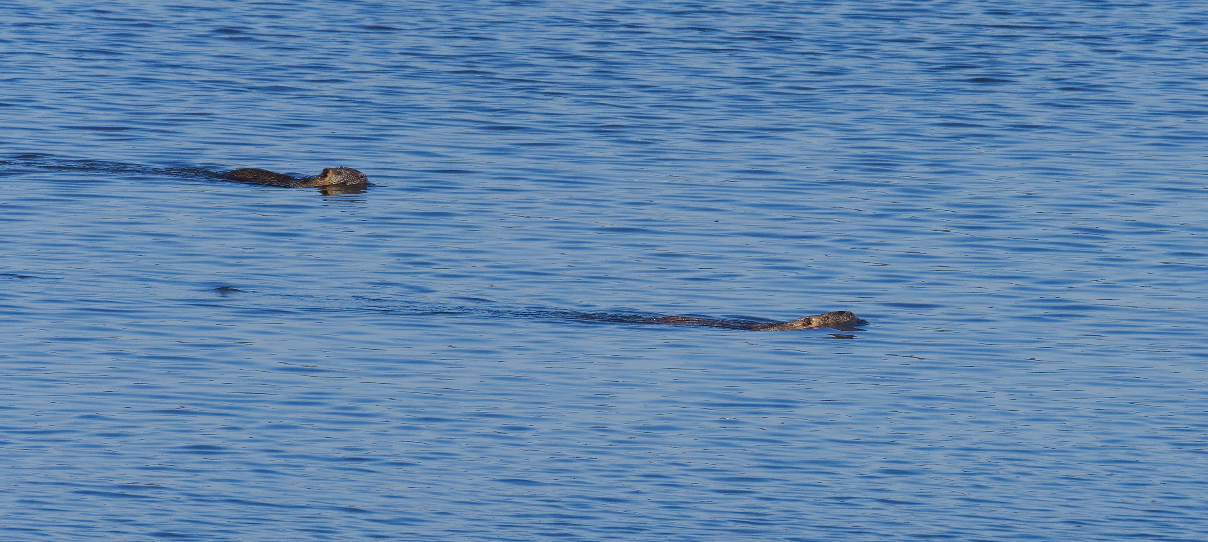 Image of River Rats