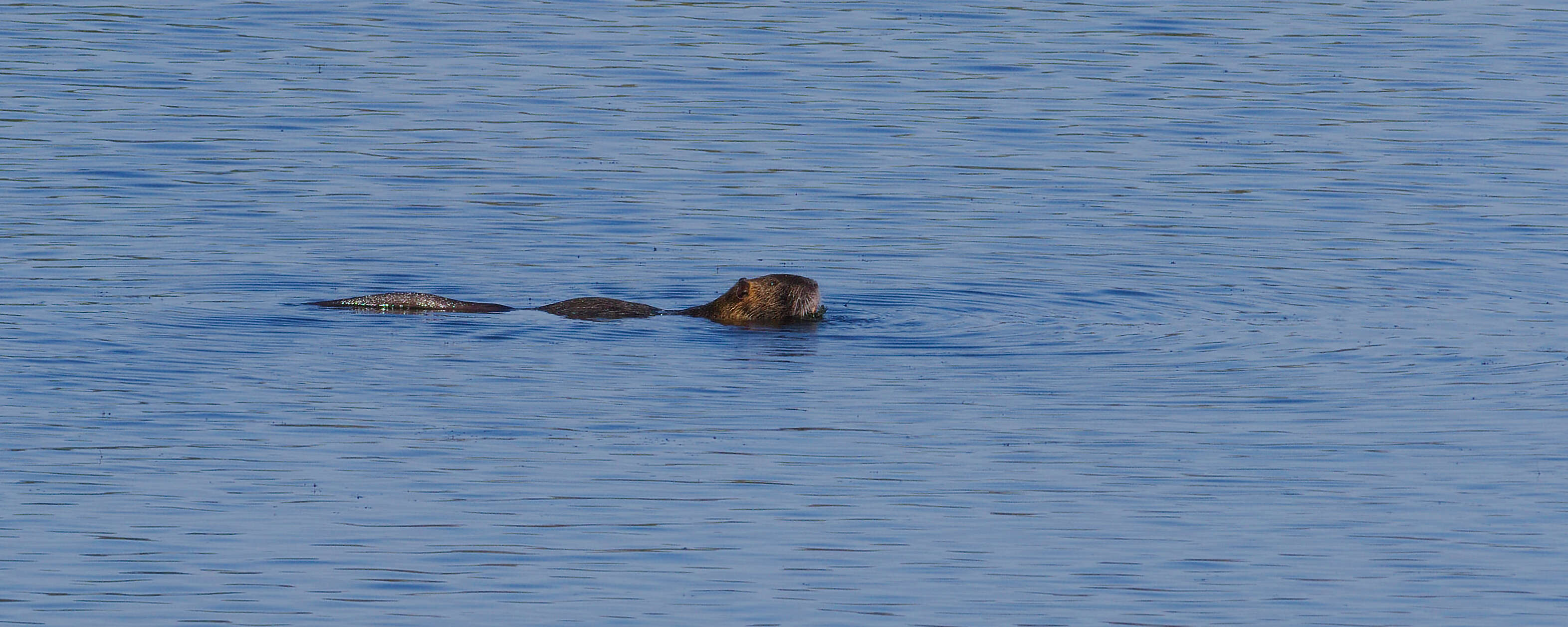 Image of River Rats