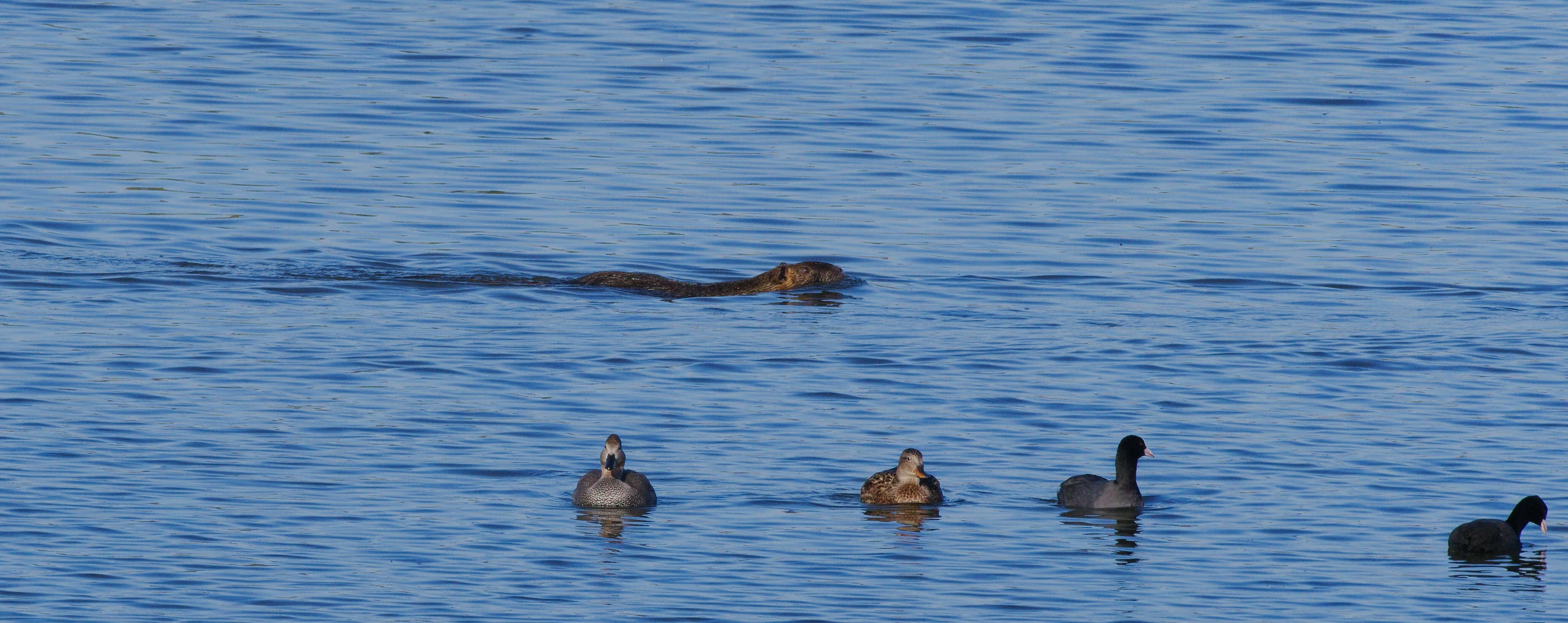 Image of River Rats