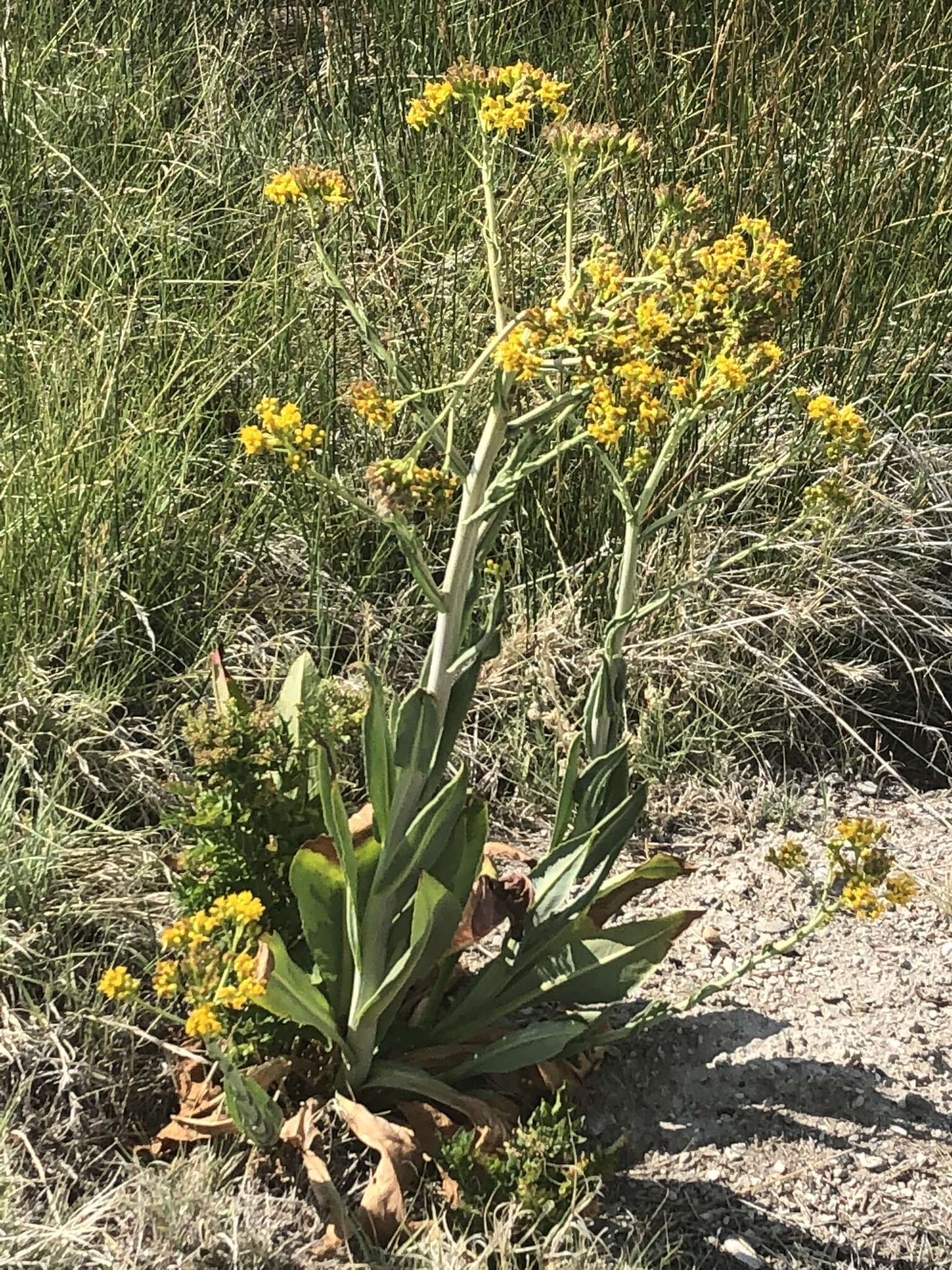 Image of water ragwort