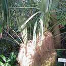 Image de Coccothrinax crinita (Griseb. & H. Wendl. ex C. H. Wright) Becc.