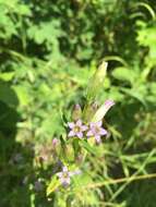 Image of autumn dwarf gentian