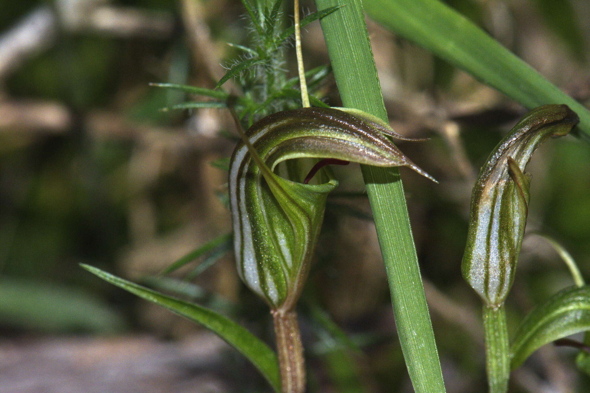 Image of Trowel leaved greenhood orchid