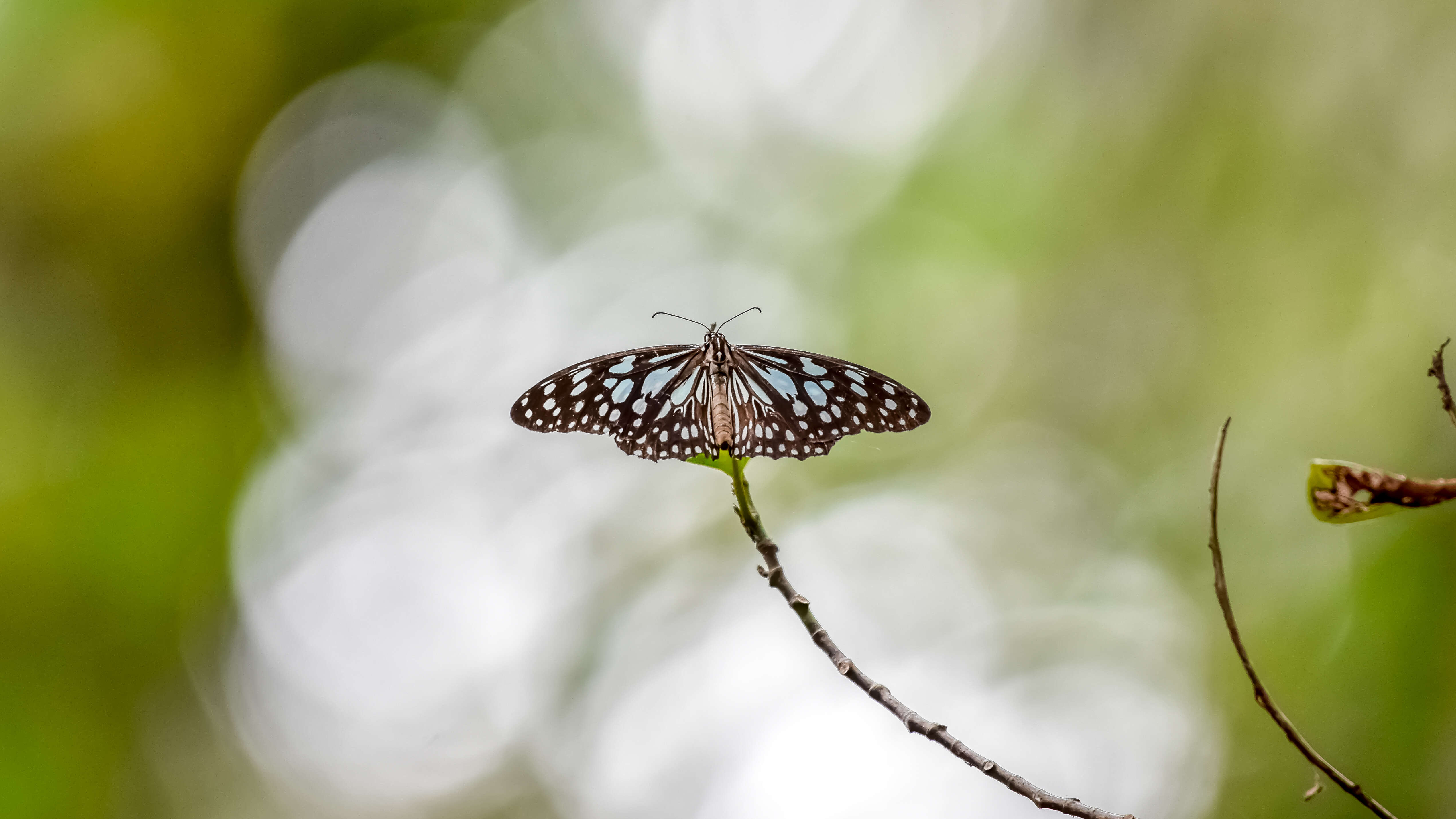 Image of Tirumala septentrionis