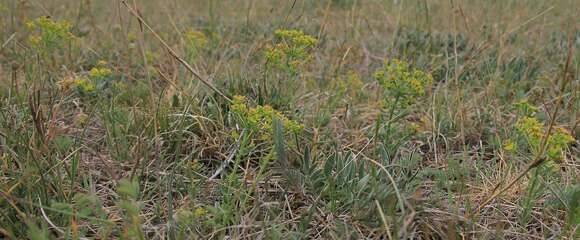 Euphorbia caesia Kar. & Kir. resmi