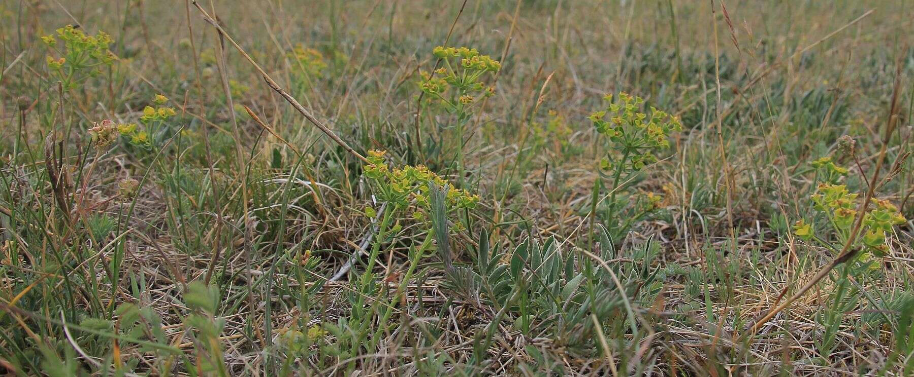 Слика од Euphorbia caesia Kar. & Kir.