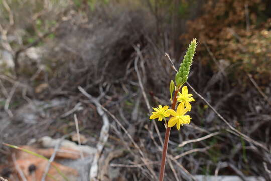 Plancia ëd Bulbine praemorsa (Jacq.) Spreng.