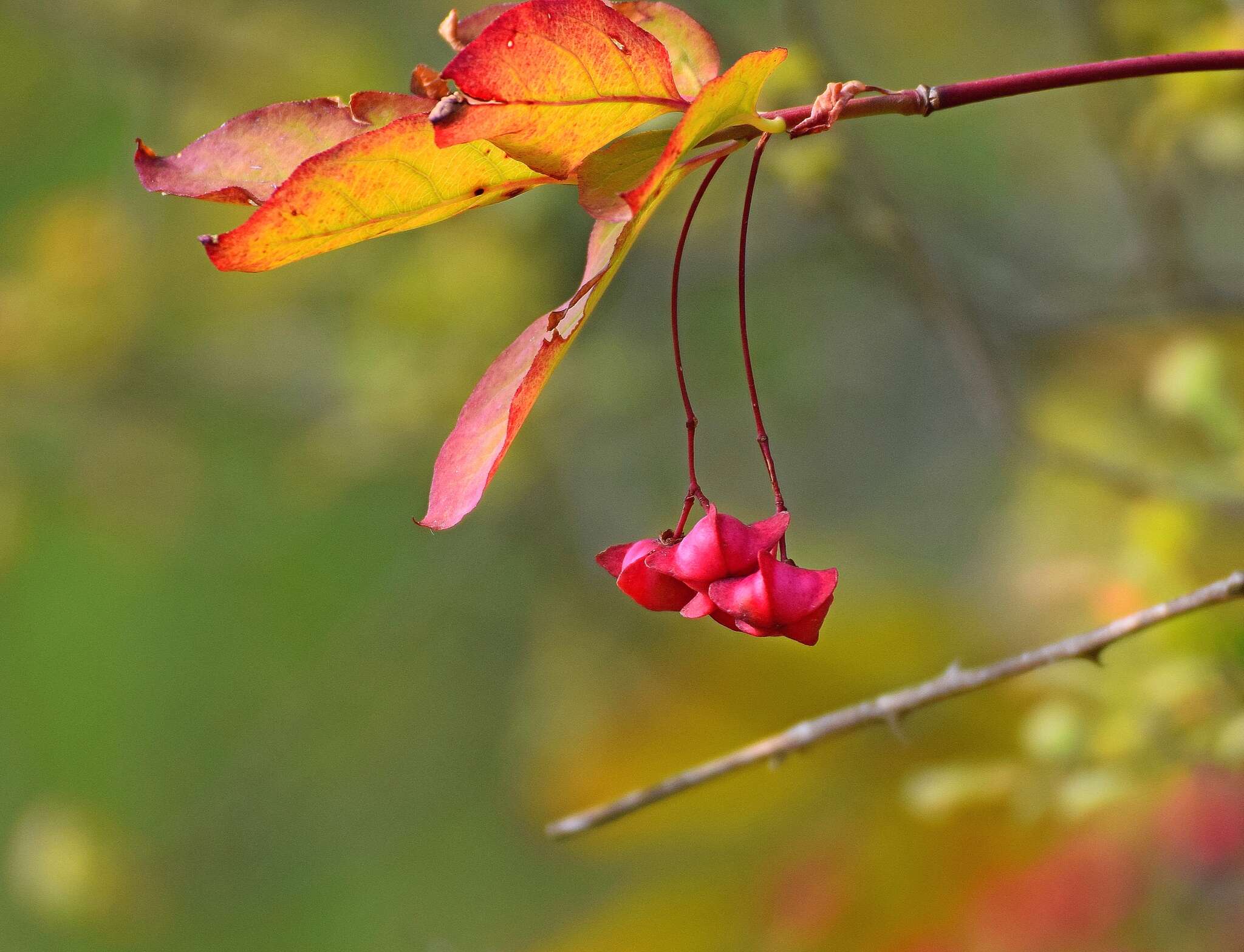 Imagem de Euonymus latifolius (L.) Mill.