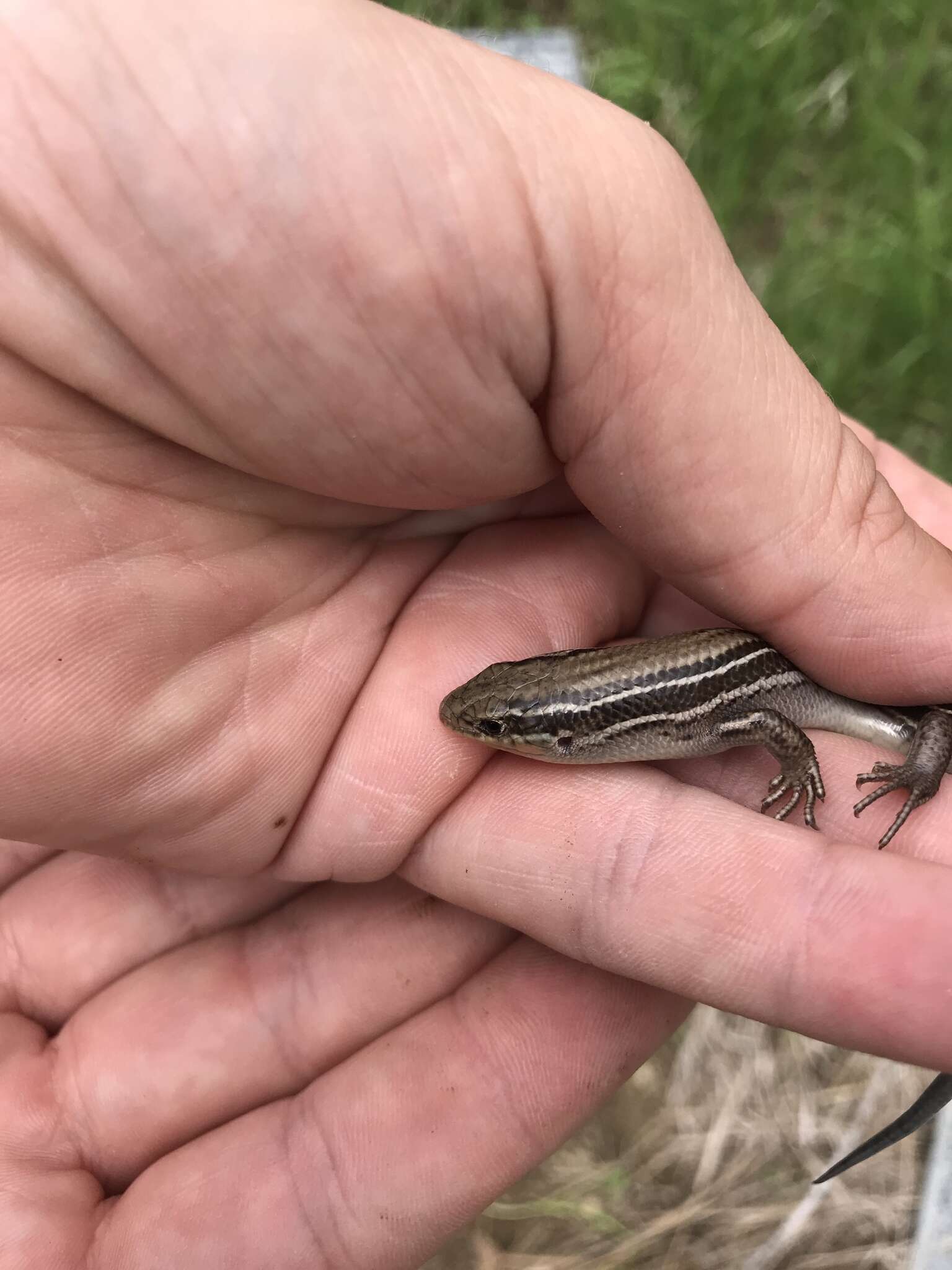 Plancia ëd Plestiodon septentrionalis Baird 1858