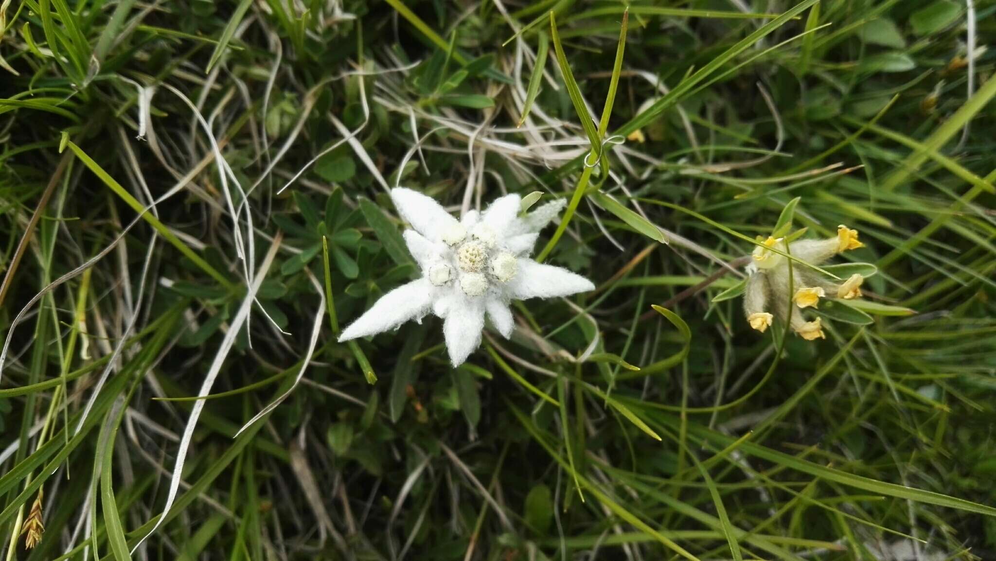 Sivun Leontopodium nivale subsp. alpinum (Cass.) Greuter kuva