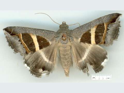 صورة Grammodes quaesita Swinhoe 1901