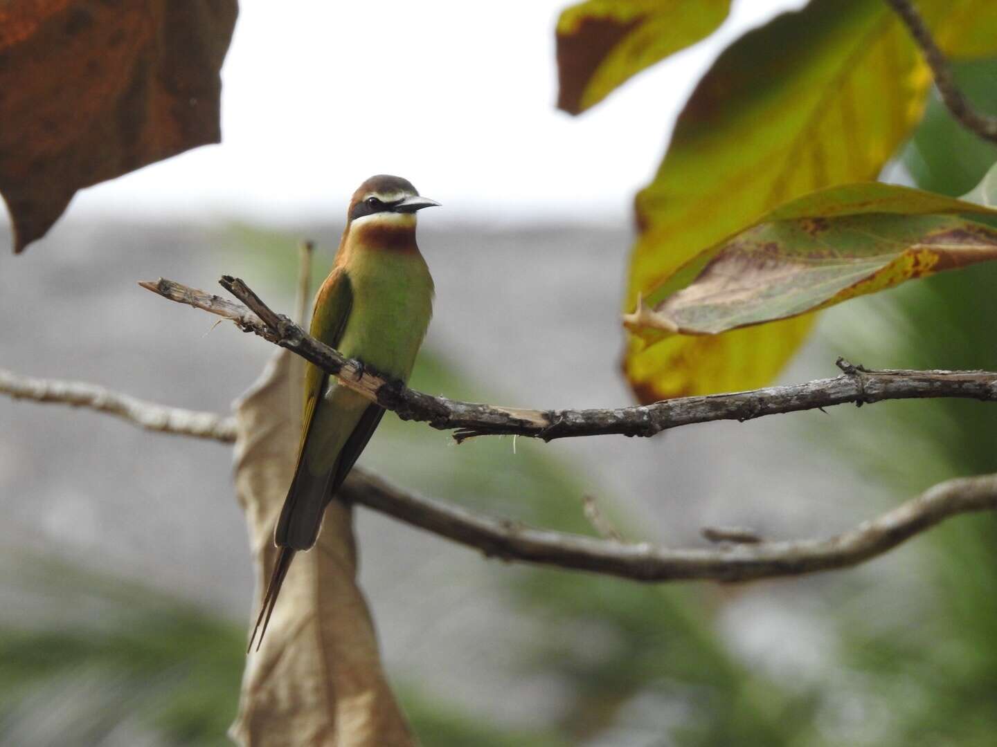 Image of Blue-cheeked Bee-eater