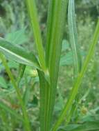 Image of Helenium mexicanum Kunth