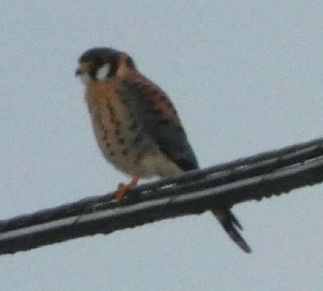 Image of Little Sparrow Hawk