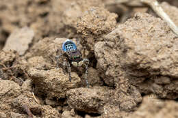 Image of Maratus fimbriatus Otto & Hill 2016