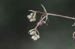 Image of Lamarck's bedstraw