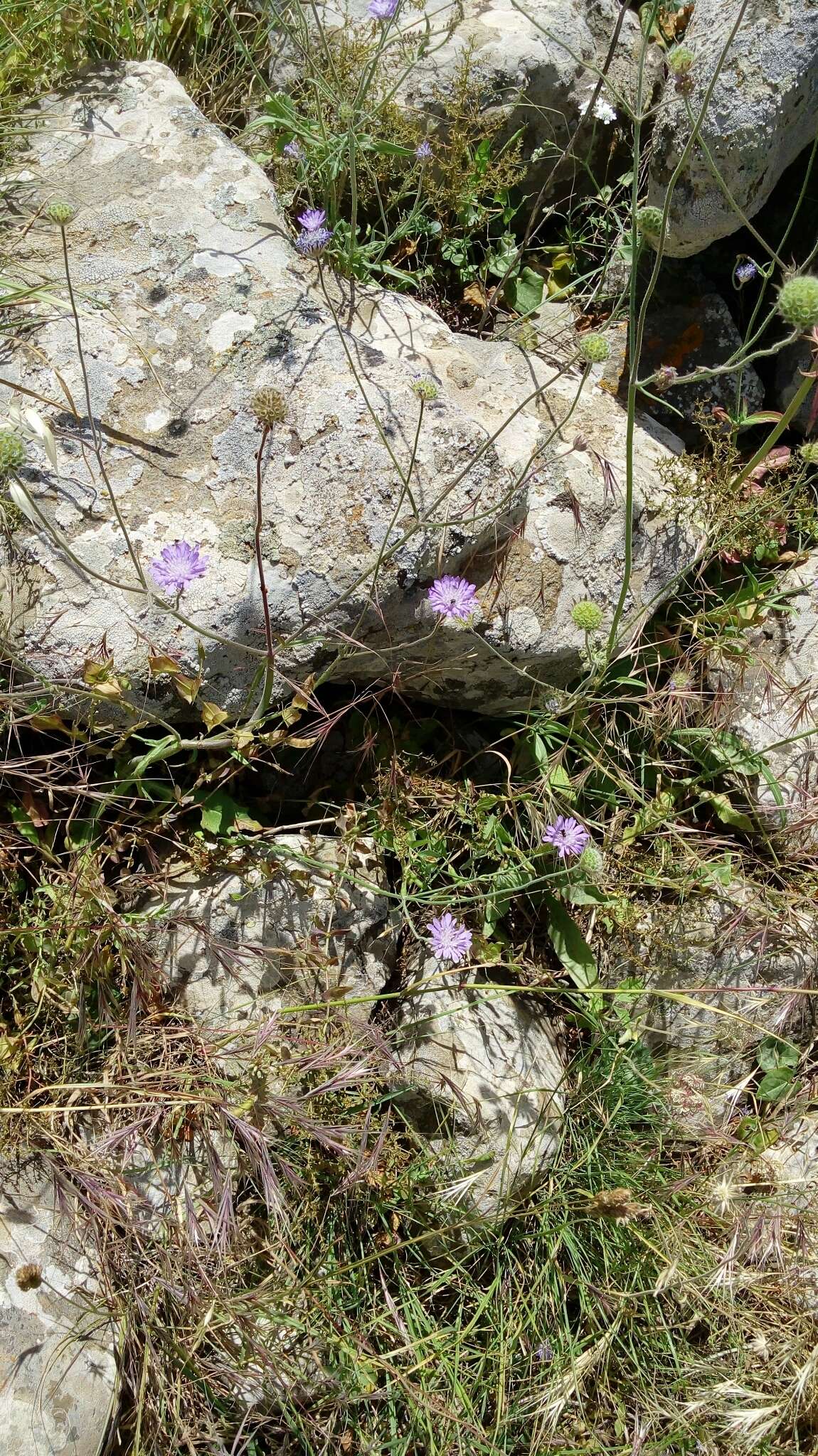 Image of Syrian cephalaria