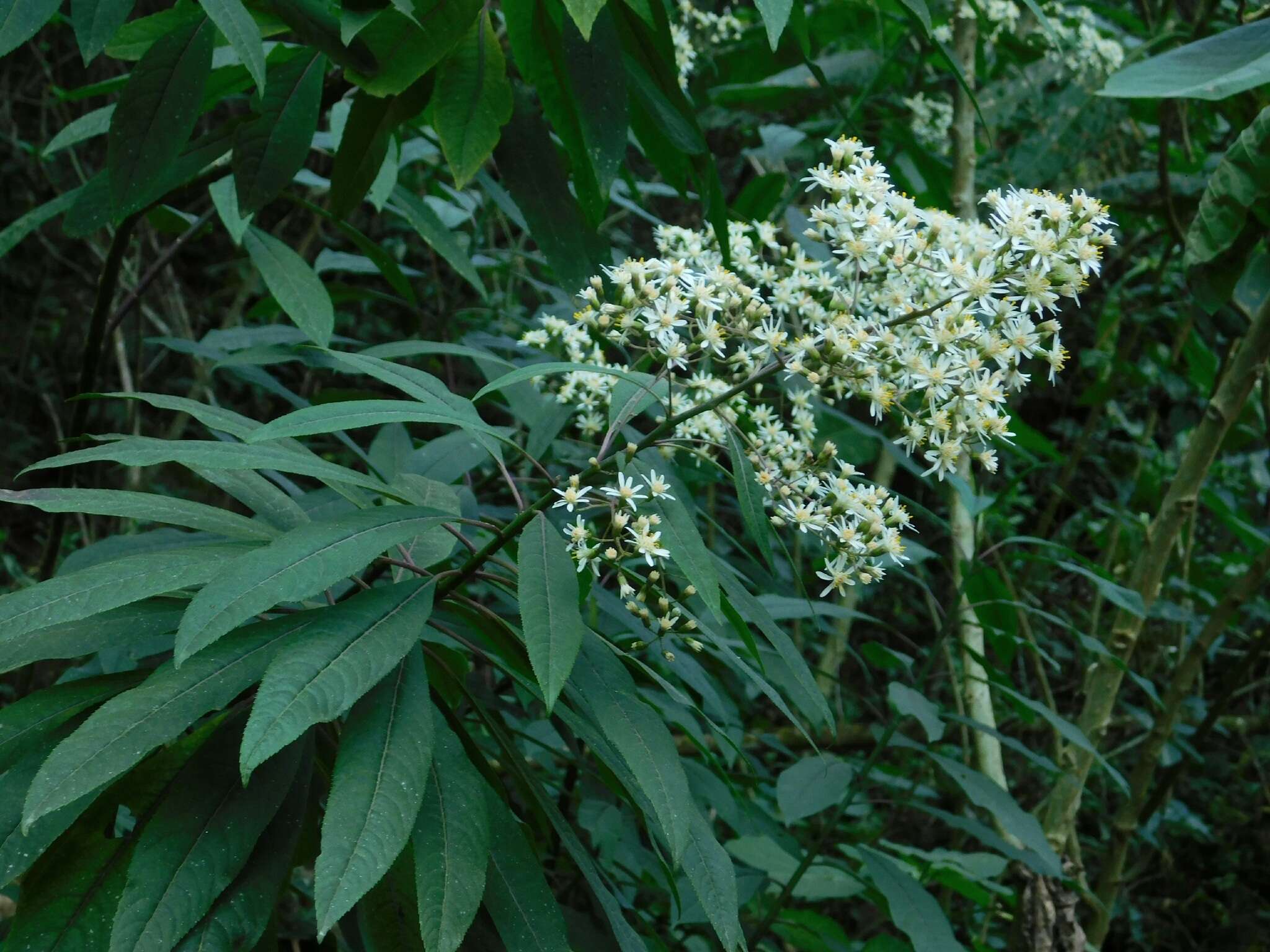 Image de Dendrophorbium peregrinum (Griseb.) C. Jeffrey