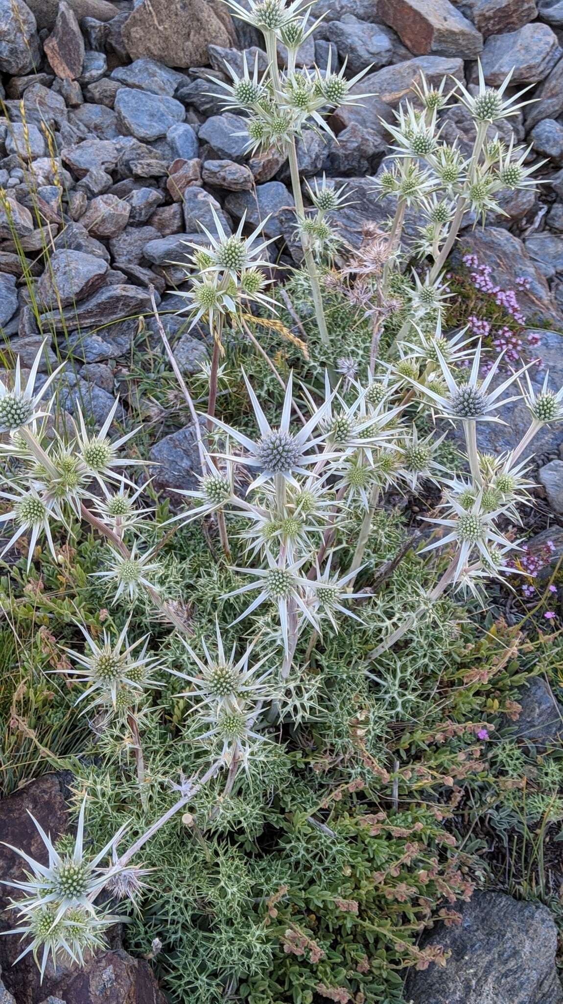 Imagem de Eryngium glaciale Boiss.