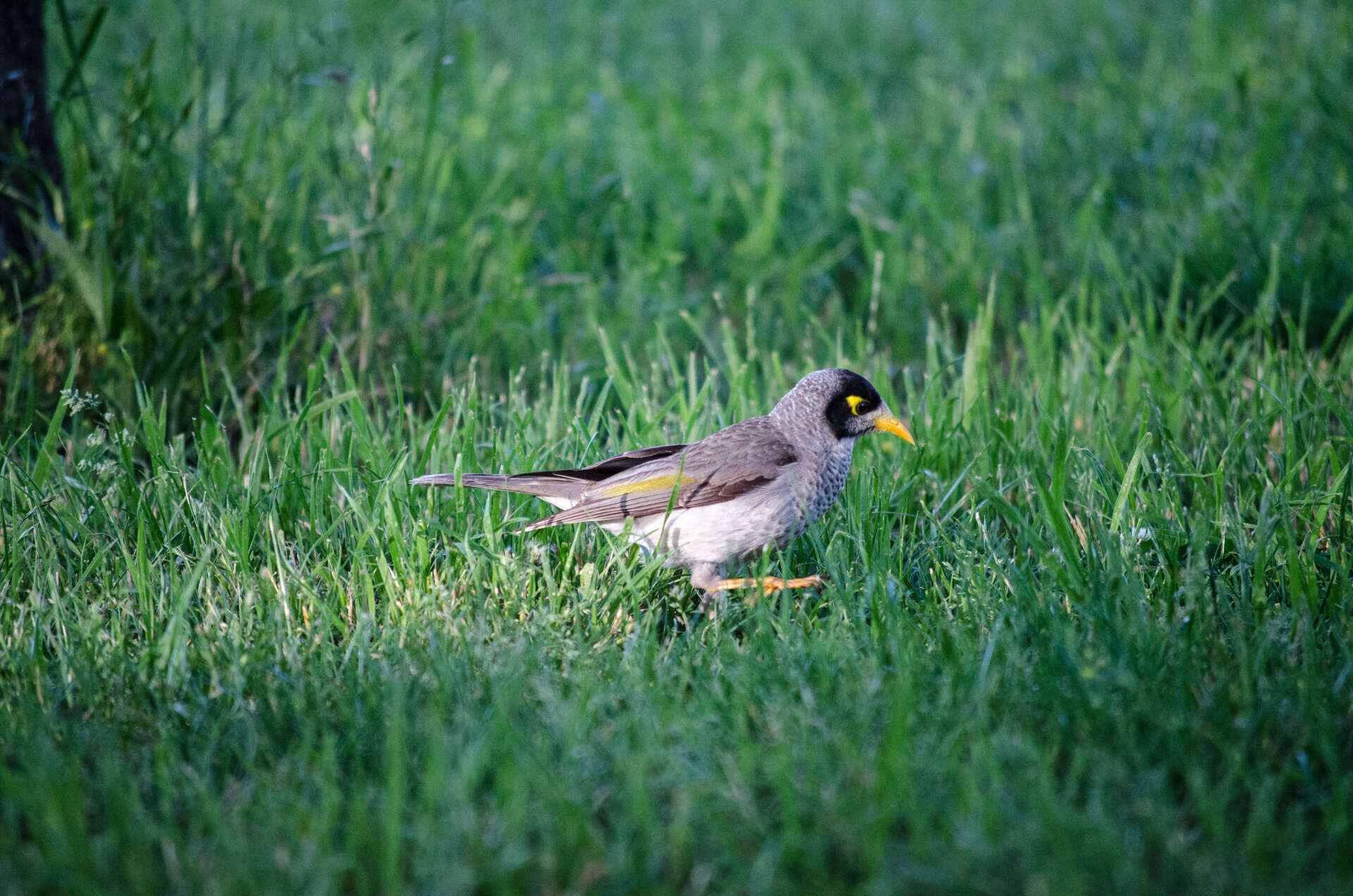 Image of Noisy Miner