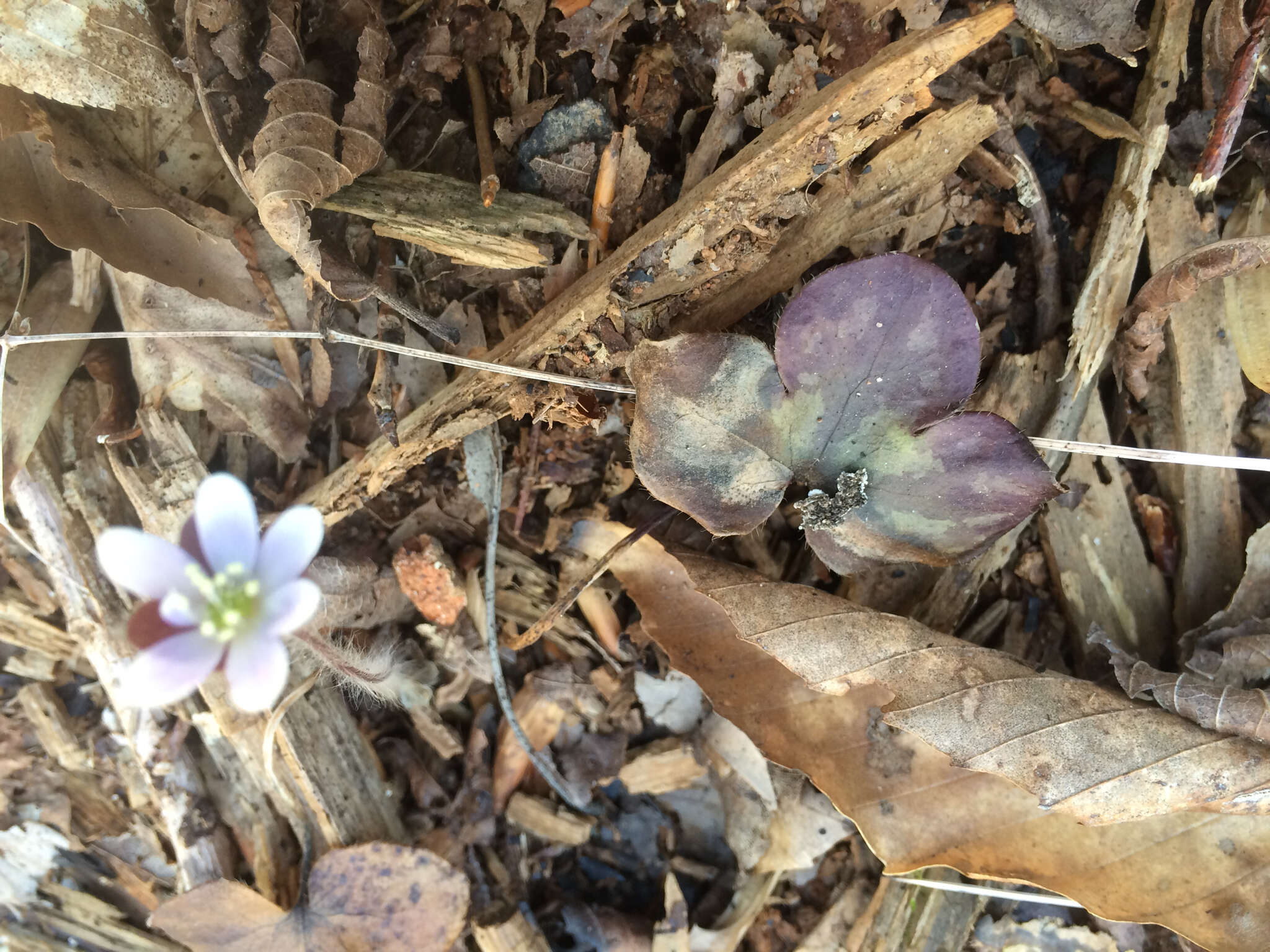 Image of roundlobe hepatica