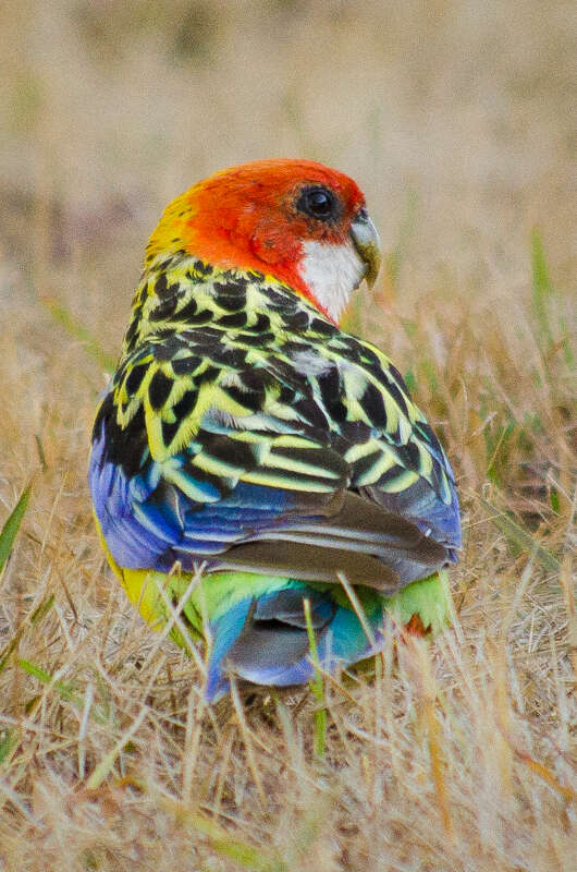 Image of Eastern Rosella