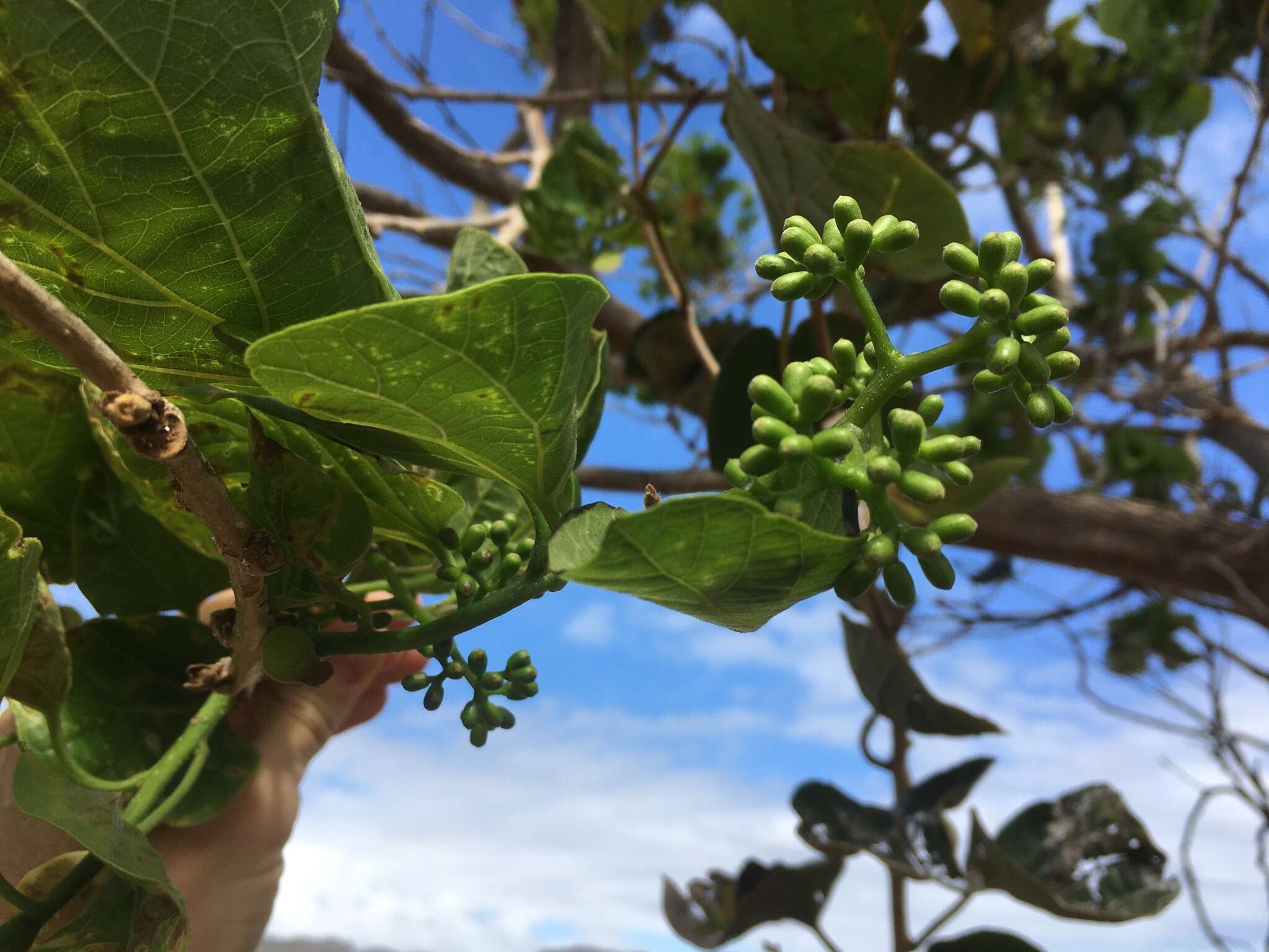 Image of Assyrian plum