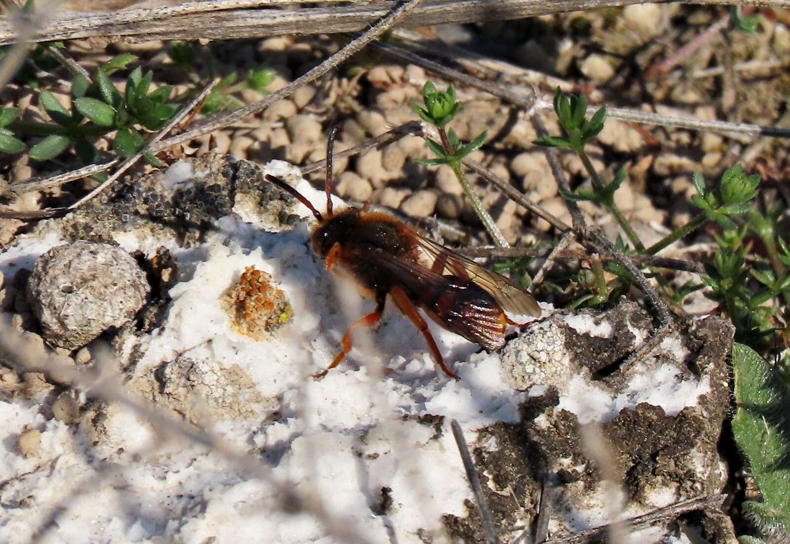 Image of Nomada agrestis Fabricius 1787