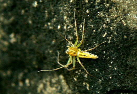 Image of Oxyopes javanus Thorell 1887