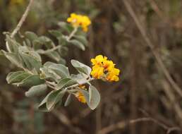 Stirtonanthus taylorianus (L. Bolus) B.-E. van Wyk & A. L. Schutte的圖片