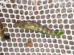 Image of Greenside Darter