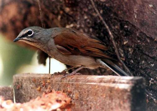 Image of Brown-backed Solitaire