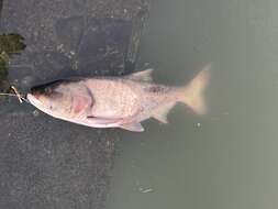 Image of silver carp